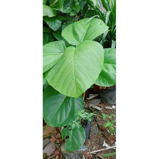 Cây Vả Huế