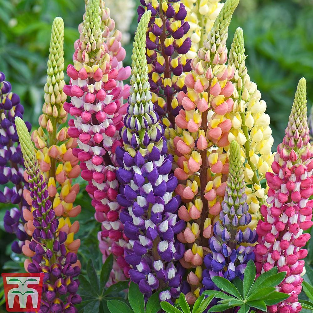 Hạt giống hoa đậu thơm lupin nhiều màu CT406 - Gói 50 hạt