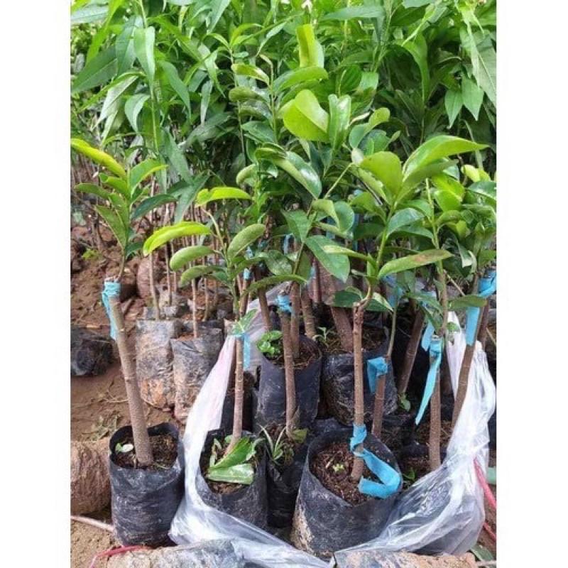 Cây mãng cầu xiêm cao 50-70 cm