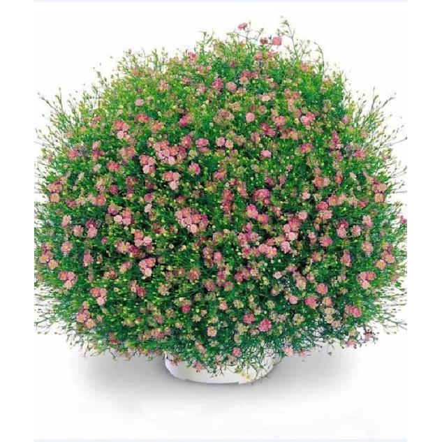 Hạt giống hoa lưu ly hoa màu hồng - 1 gói 100 hạt