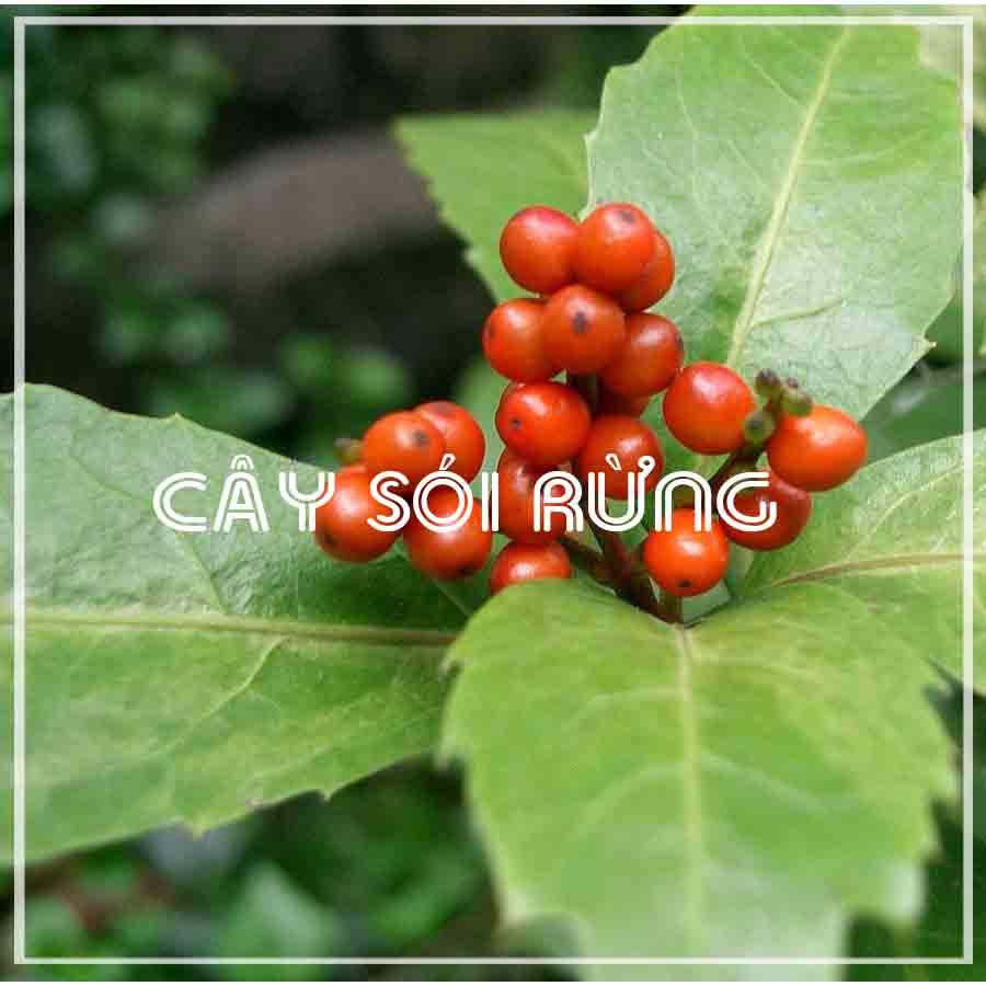 Cây Sói Rừng khô 1kg