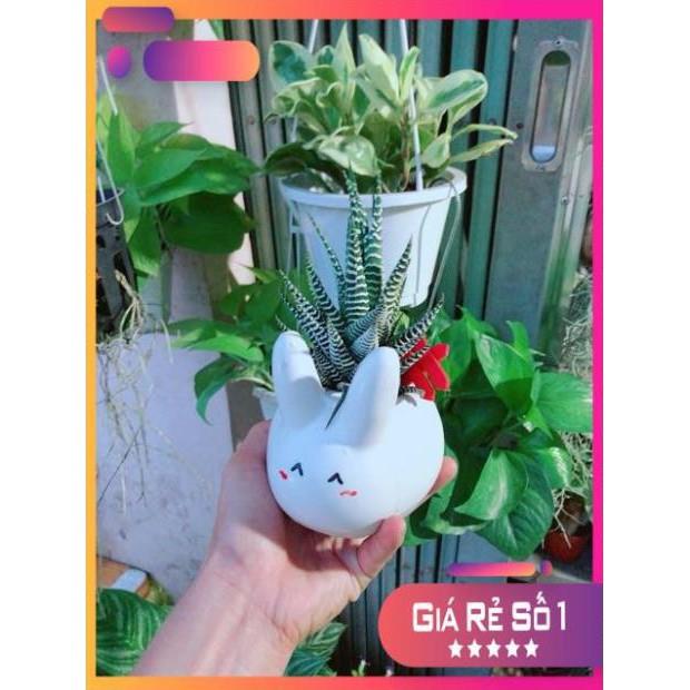 Chậu Móng Rồng Thỏ Trắng