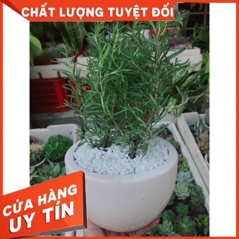 Chậu hương thảo