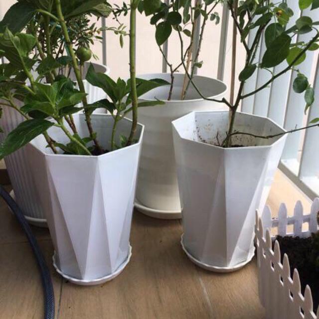 Chậu Bát Giác Trắng, Chậu 8 Cạnh - Chậu Kim Cương - Đĩa Lót Chậu