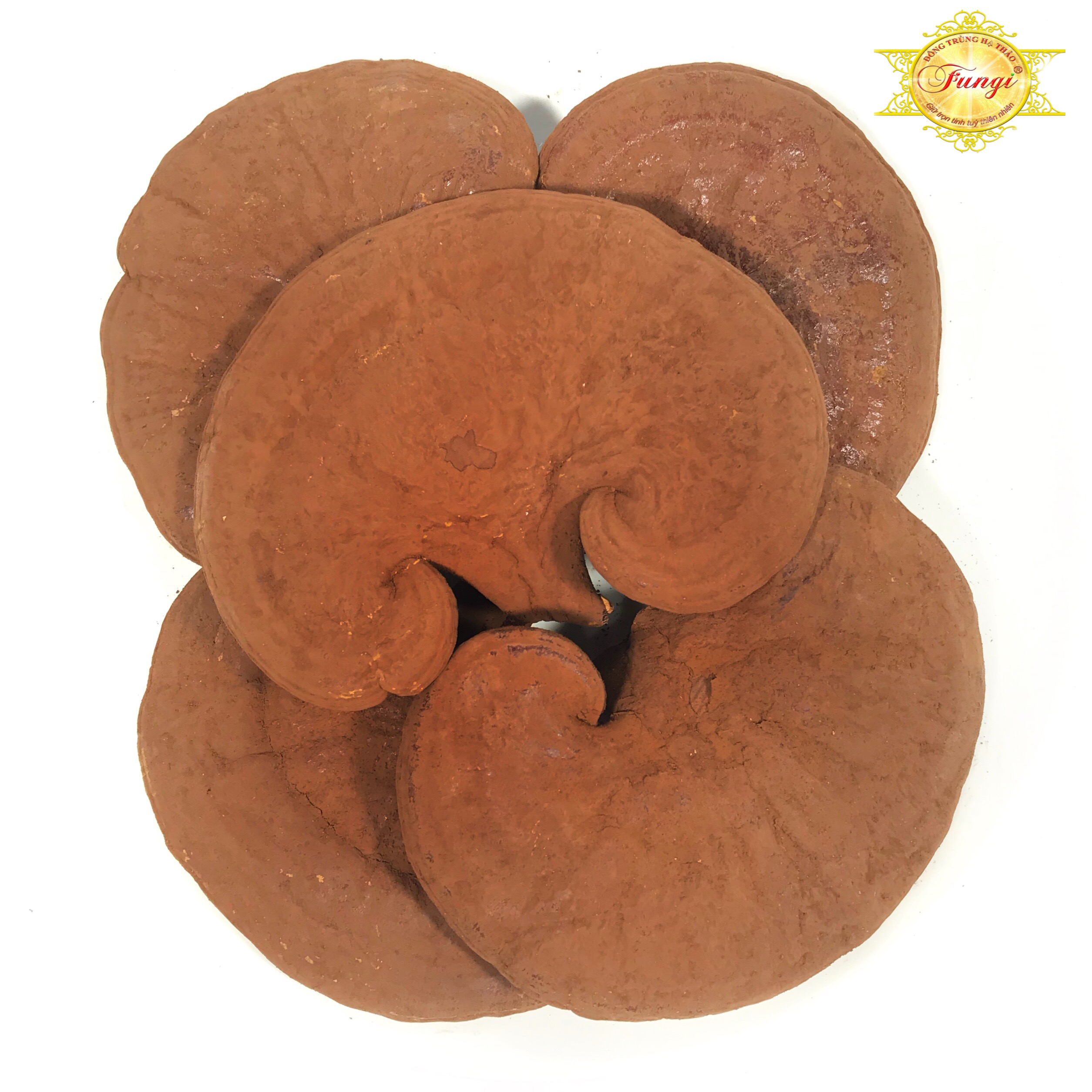 500 Gram Nấm Linh Chi Đỏ Fungi