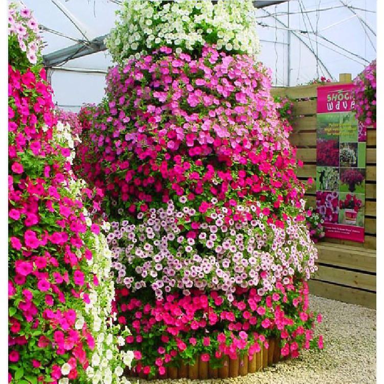 Hạt giống dạ yến thảo cánh đơn mix màu - 1 gói 100 hạt