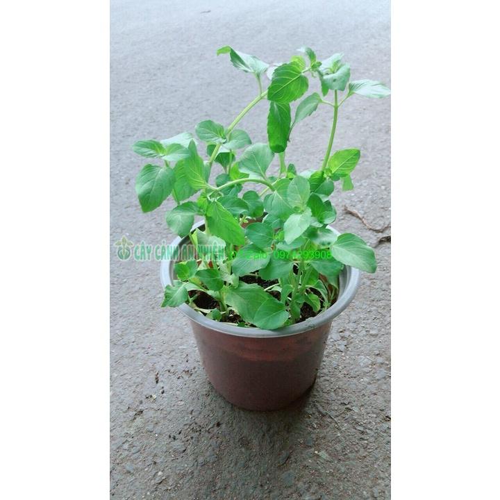 Chậu Bạc Hà Âu-Euromint