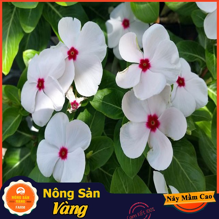 Hạt giống Hoa Dừa Cạn Đứng Nhiều Màu - Nông Sản Vàng