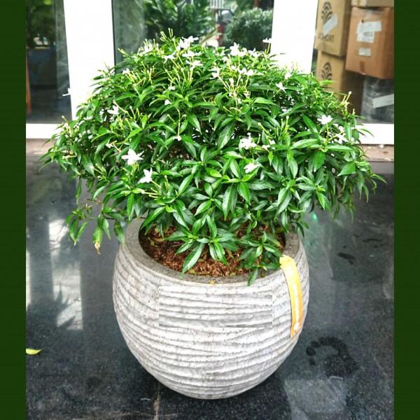 BẦU CÂY GIỐNG MAI VẠN PHÚC