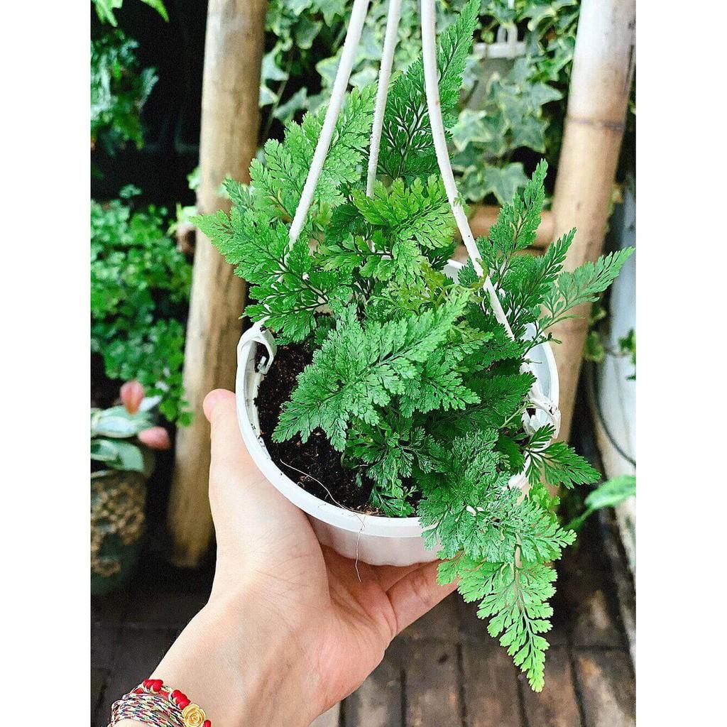 Cây Davallia tyermanii  chậu treo bí ngô