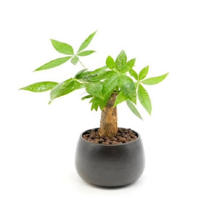 Cây kim ngân cổ tròn
