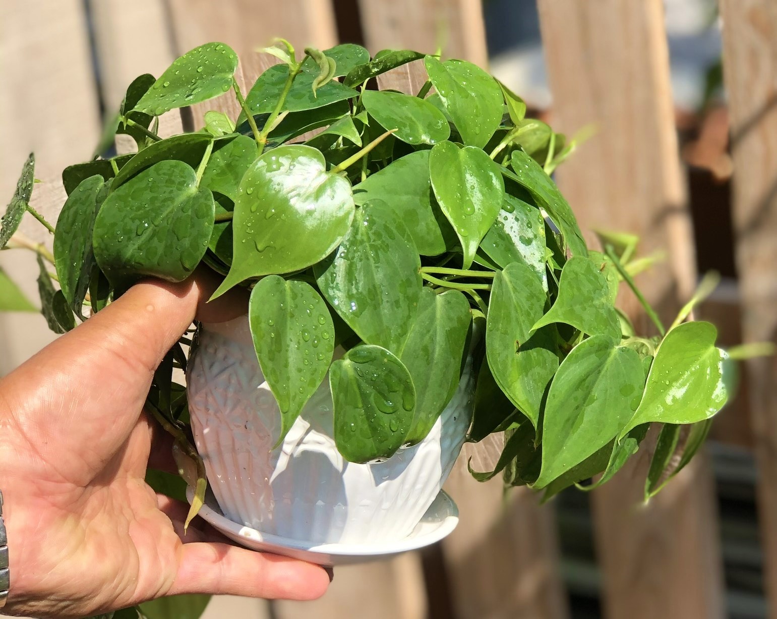 Chậu sứ cây trầu bà tim để bàn