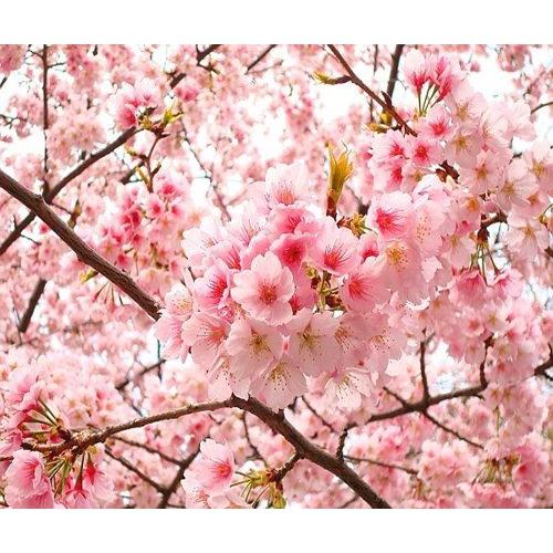 CÂY GIỐNG HOA ANH ĐÀO NHẬT BẢN