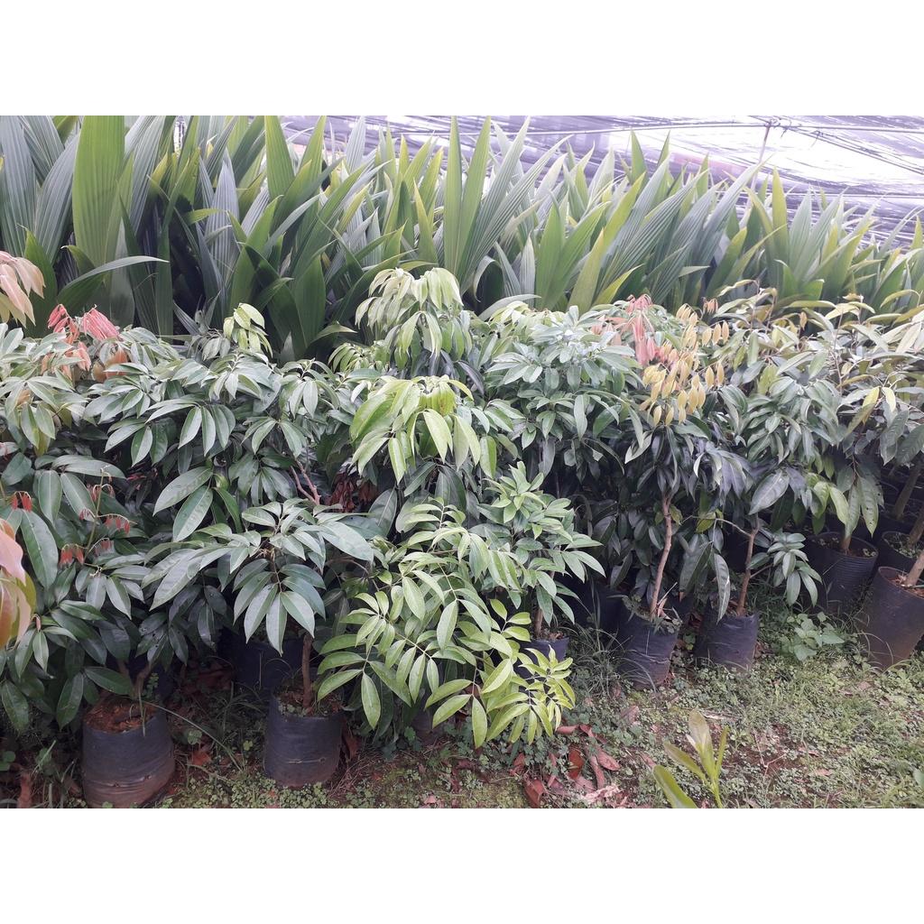 Cây giống Vải không hạt SIÊU SỚM.