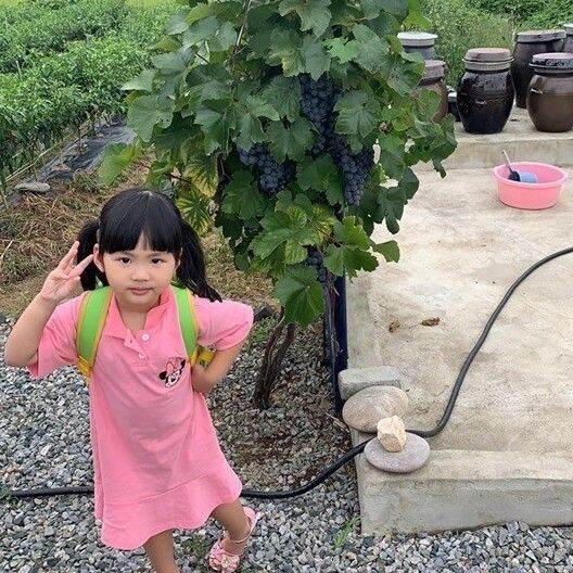 Cây Giống Nho Hạ Đen Không Hạt