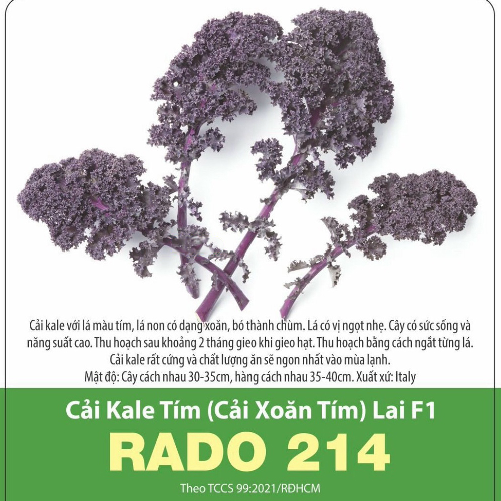 Hạt giống Cải Kale tím ( cải xoăn tím ) lai F1 RADO 214 Rạng Đông