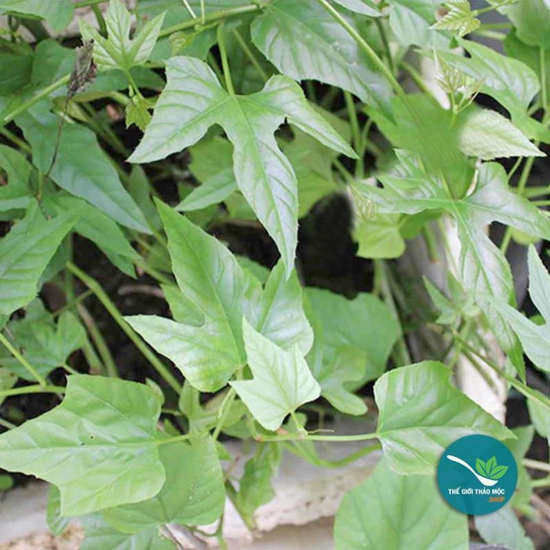 CHUẨN - Dây Chìa Vôi Khô 1KG