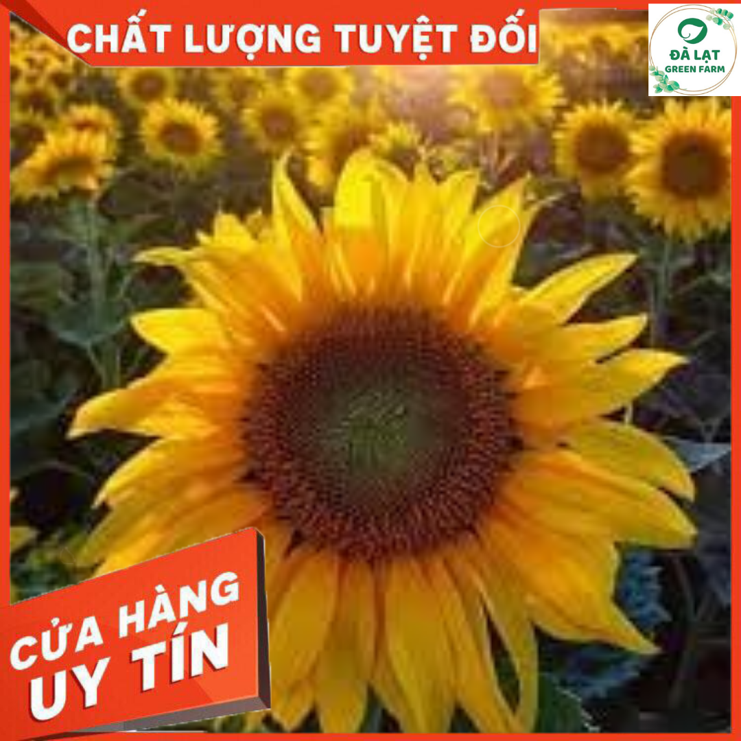 20H_Hạt Giống Hoa Hướng Dương Vàng Cắt Cành