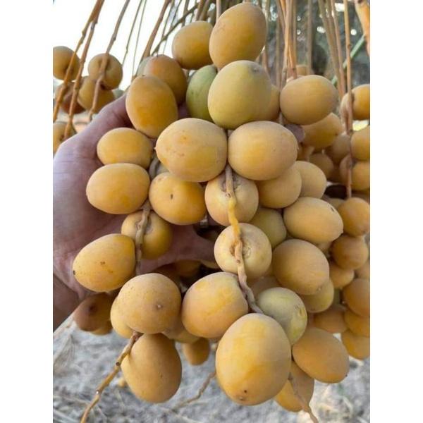 Cây giống chà là ăn quả