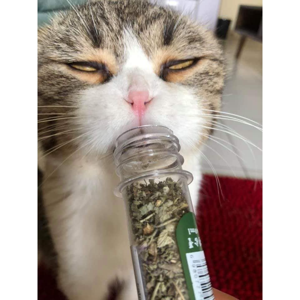 CỎ MÈO CATNIP XẢ STRESS DÀNH CHO MÈO AN TOÀN