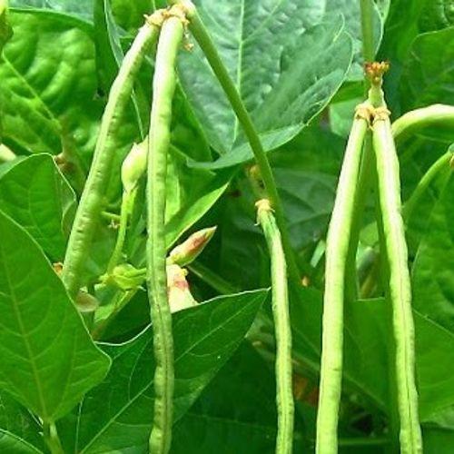 Hạt giống Đậu đũa xanh sai trái dễ trồng