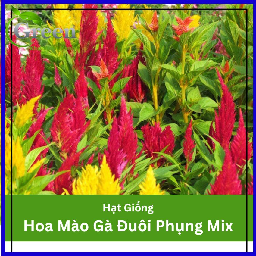 Hạt Giống Hoa Mào Gà Đuôi Phụng Mix