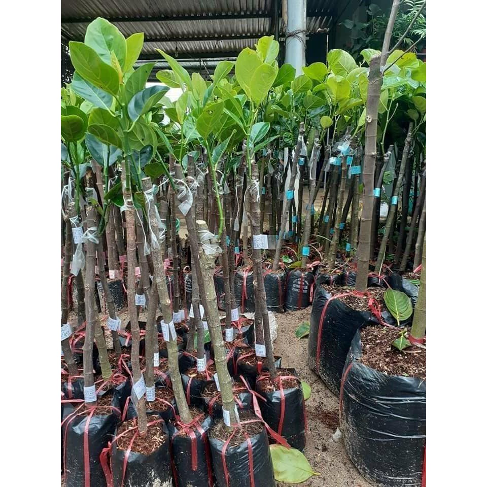 CÂY GIỐNG MÍT ẤN ĐỘ QỦA NHỎ SIÊU THƠM