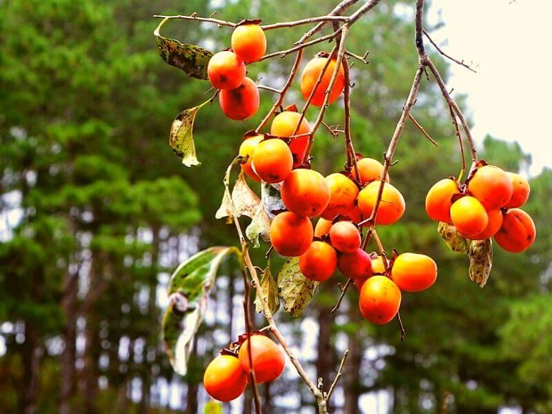 Cây giống hồng giòn đà lạt