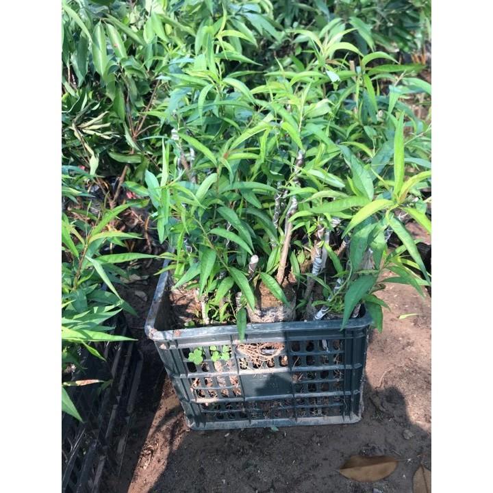 COMBO 5 CÂY HOA ĐÀO GIỐNG 99K