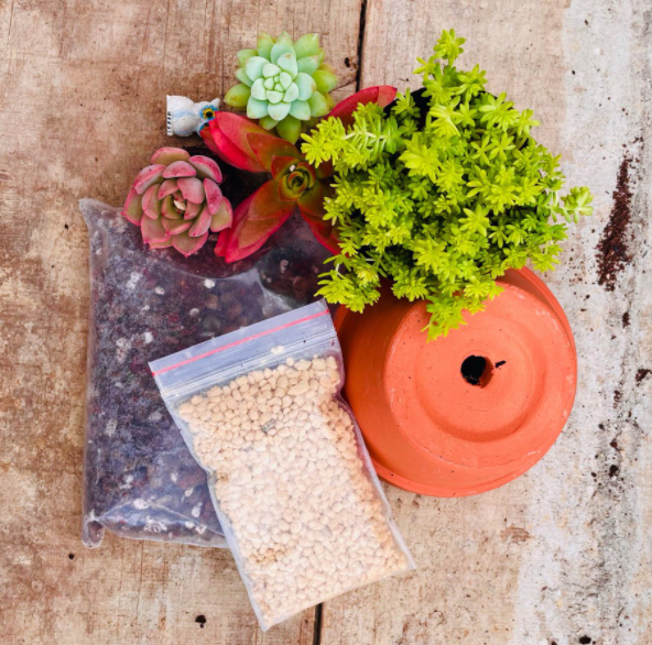 SET SEN ĐÁ MINI ĐÀ LẠT GỒM CHẬU + CHẤT TRỒNG