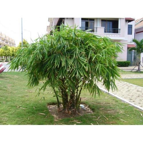 CÂY TRÚC ĐÙI GÀ-CÂY TRE ỐNG ĐIẾU