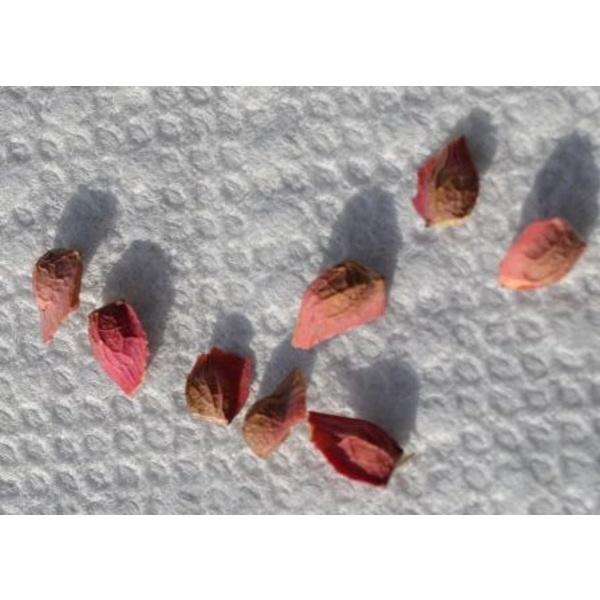 Hạt Giống Cây Phong Lá Đỏ KNS3486 - Gói 5 hạt