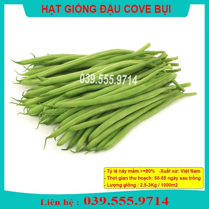 Hạt Giống Đậu Cove Bụi Lùn Xanh – Gói 50gram