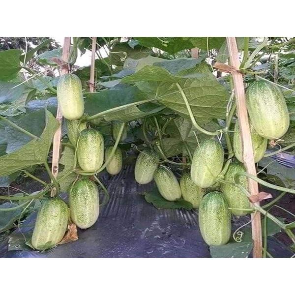 Hạt Giống Dưa Chuột Mèo Bản Địa KNS3 - Gói 100gram