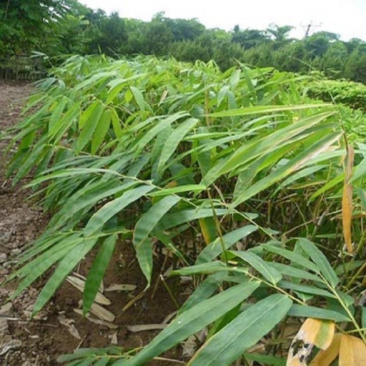 COM BO 2 CÂY GIỐNG MĂNG BÁT ĐỘ