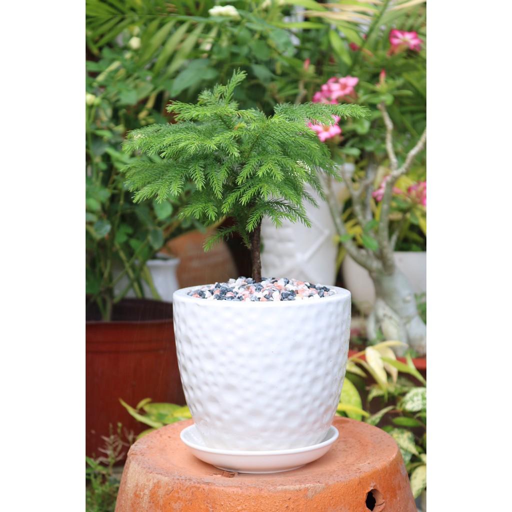 Chậu bách tán để bàn