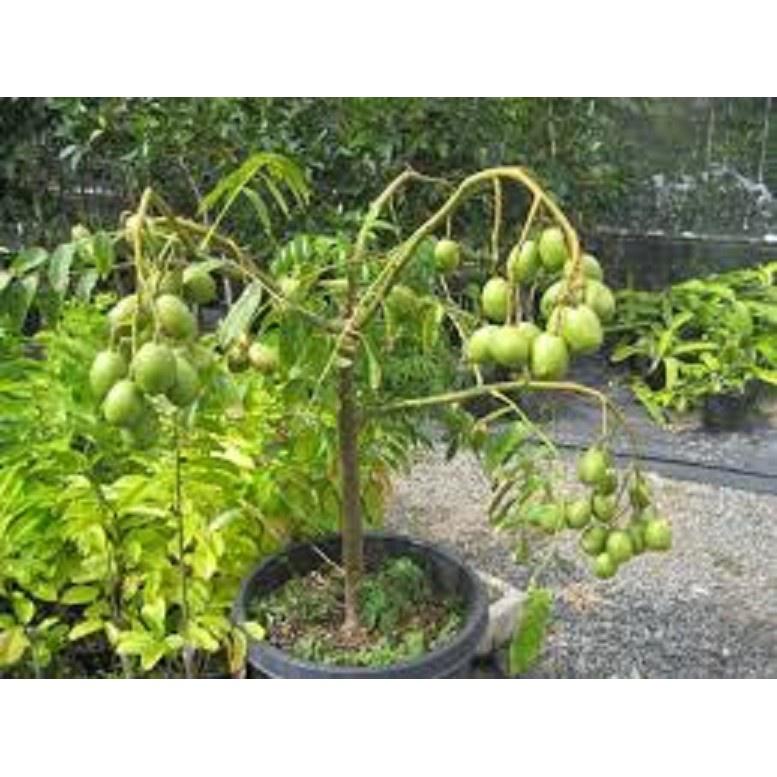 Cây giống CÓC THÁI LÙN