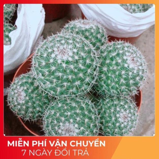 Bụi Xương Rồng Bánh Sinh Nhật