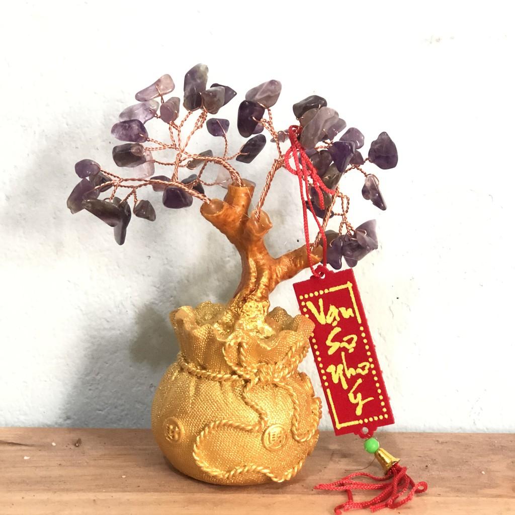 Cây kim tiền cây phát tài phát lộc K02 cao 15cm