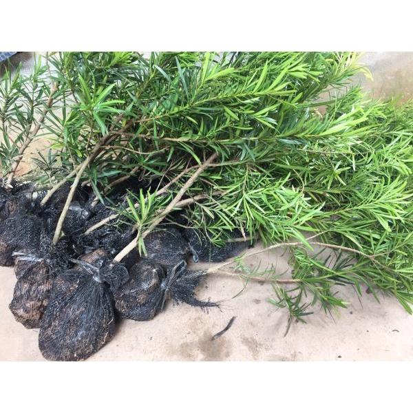 CÂY GIỐNG TÙNG LA HÁN - cao gần 1m