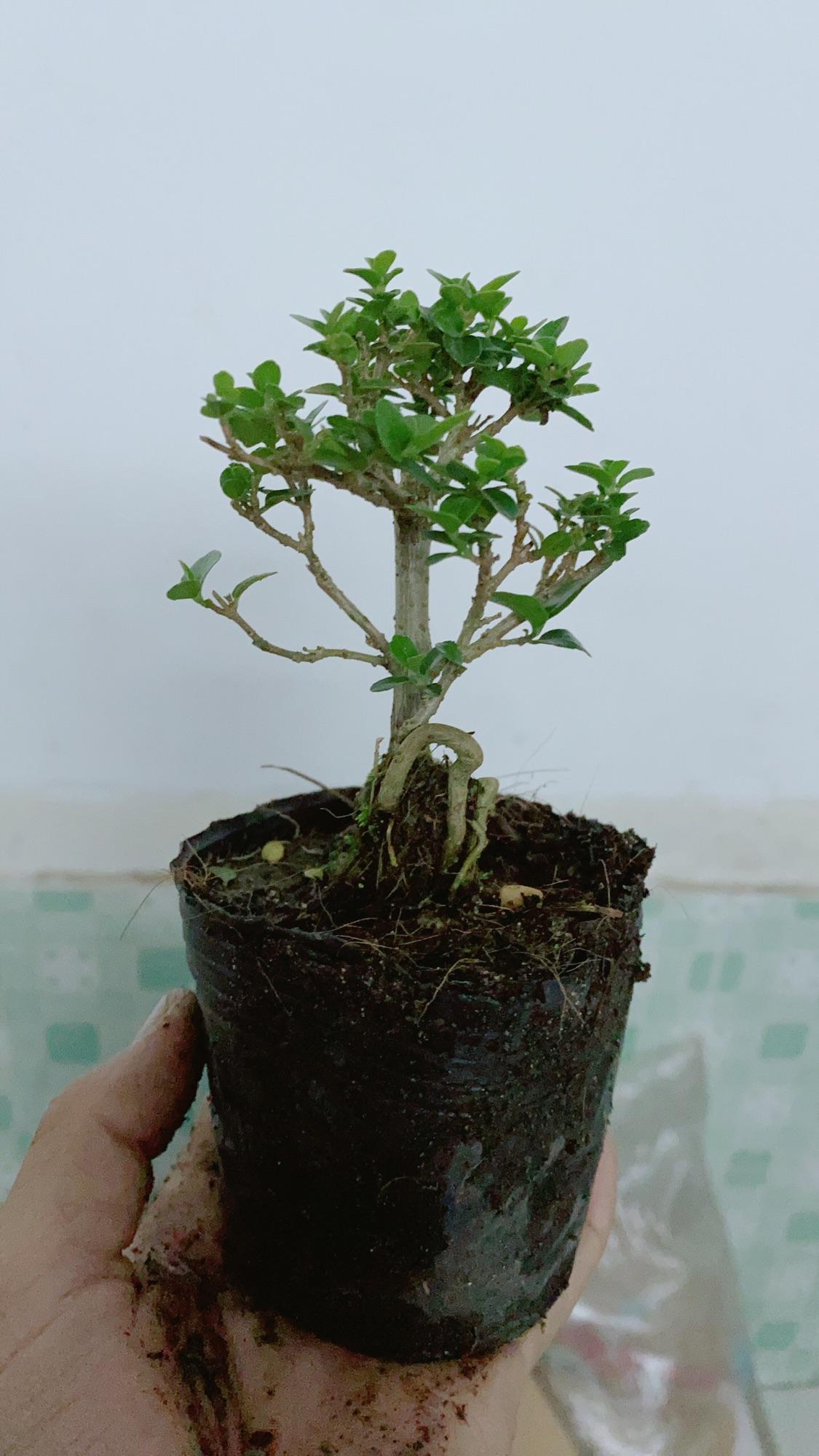 Cây Sam Hương Bonsai Mini