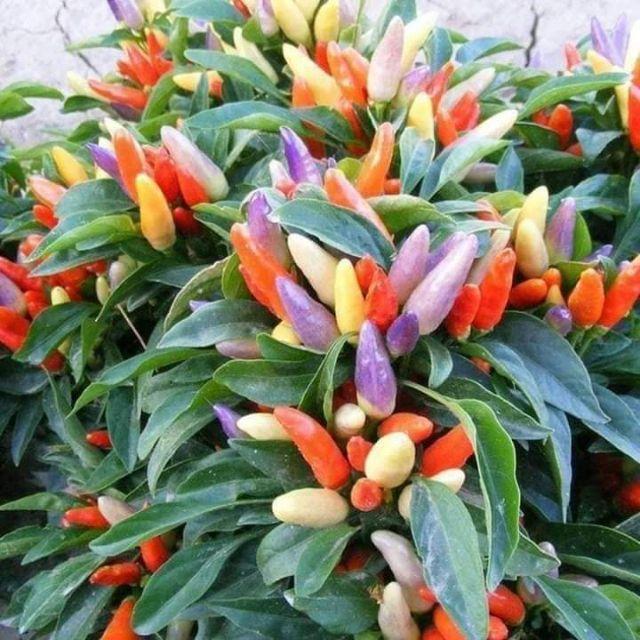 ỚT NGŨ SẮC