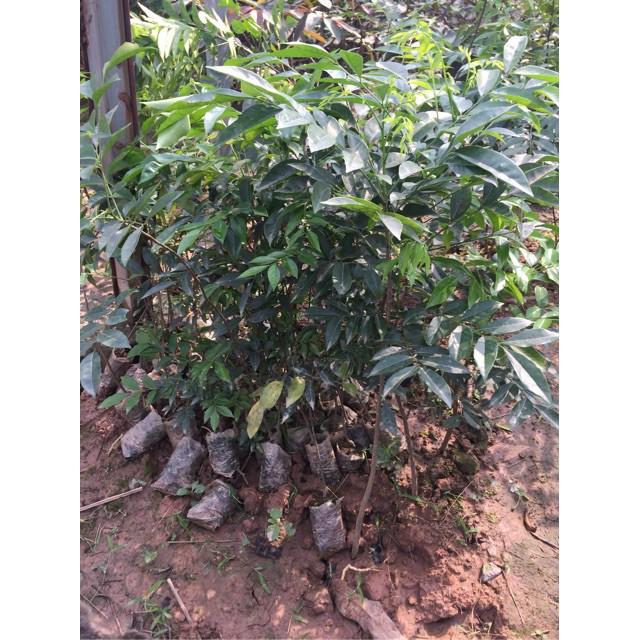 Cây móc mật giống - mmg