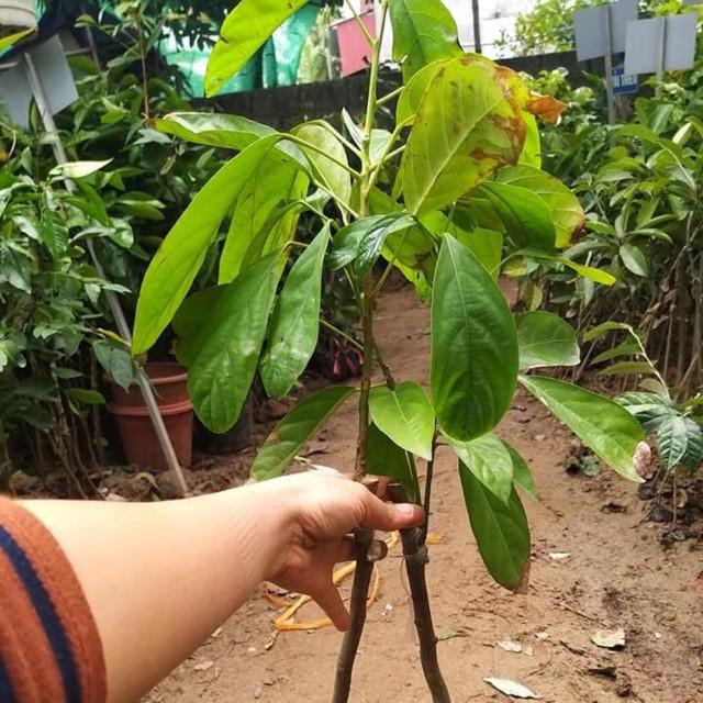 CÂY GIỐNG BÒN BON SIÊU NGON SIÊU QUẢ
