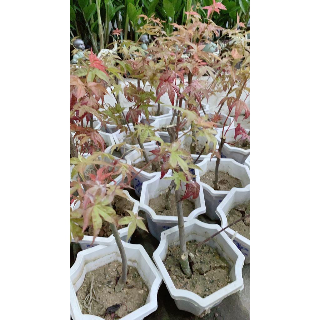 Cây Phong Lá Đỏ