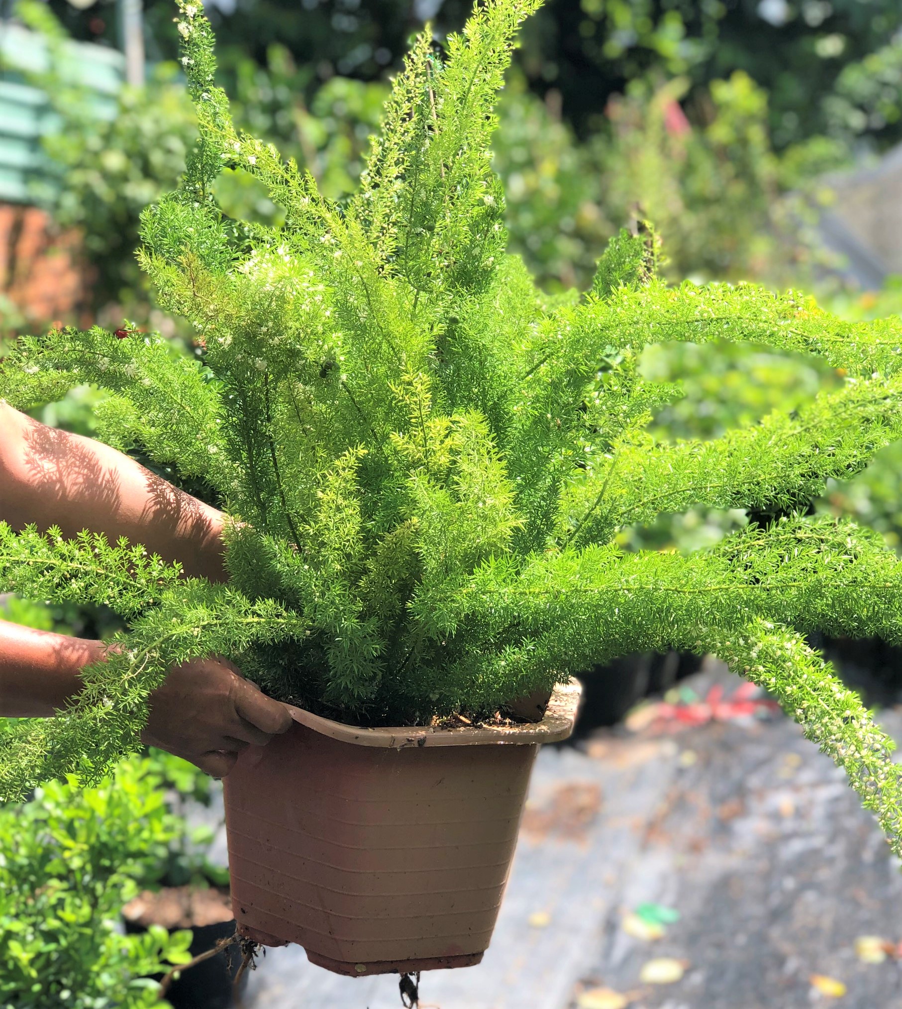 Chậu cây Tùng Đuôi chồn trang trí văn phòng - sân vườn