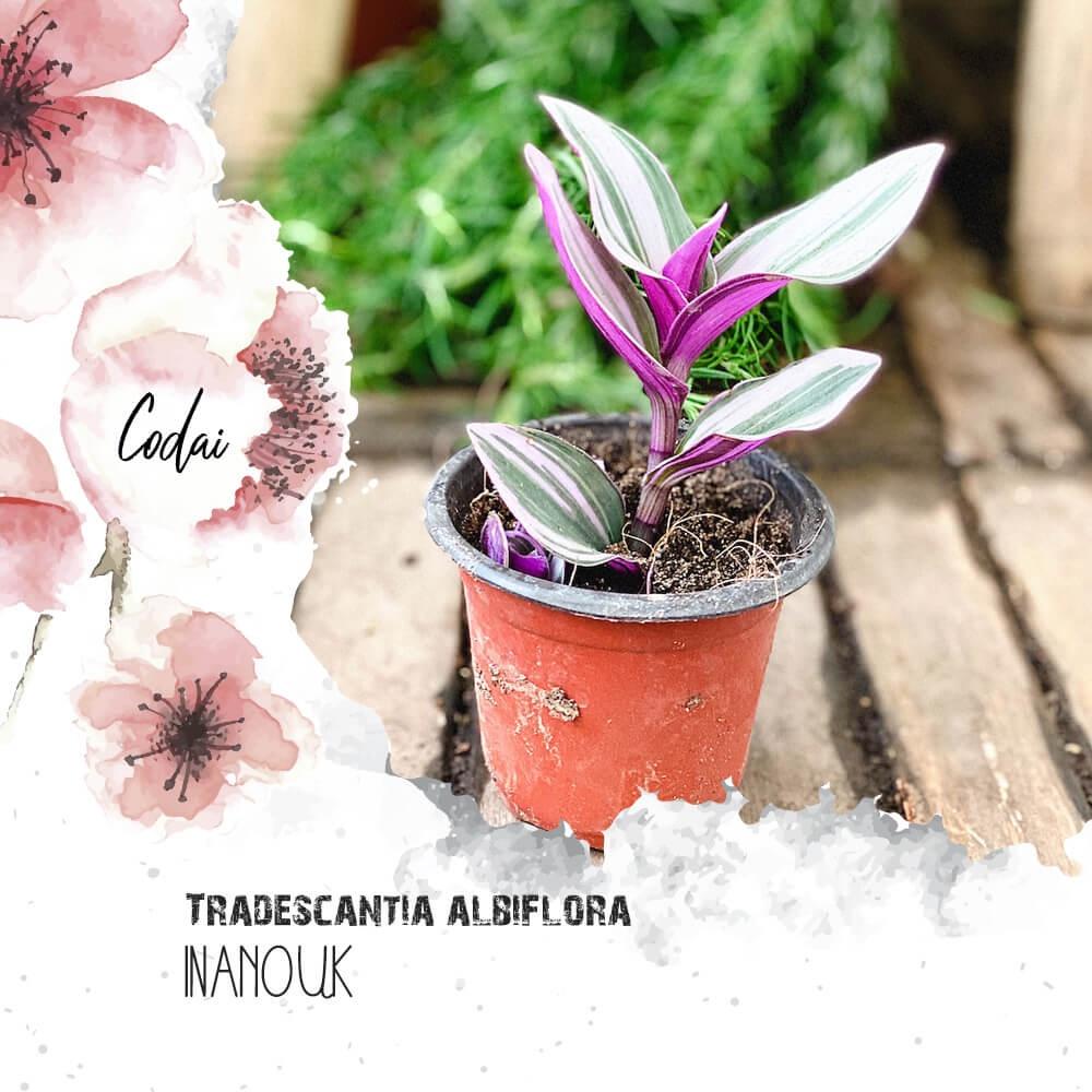 Cây giống Tradescantia albiflora Nanouk (Thài Lài Hồng Nanouk, Thài Lài Đột Biến) chậu nhựa