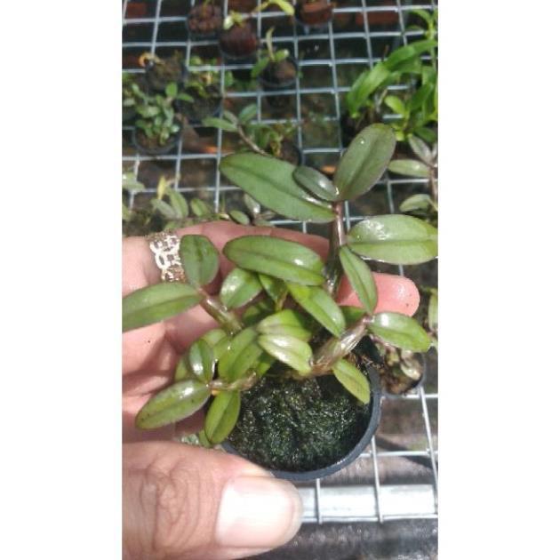 Sản Phẩm Hoa Lan Giả Hạc Châu Như Bệt F2