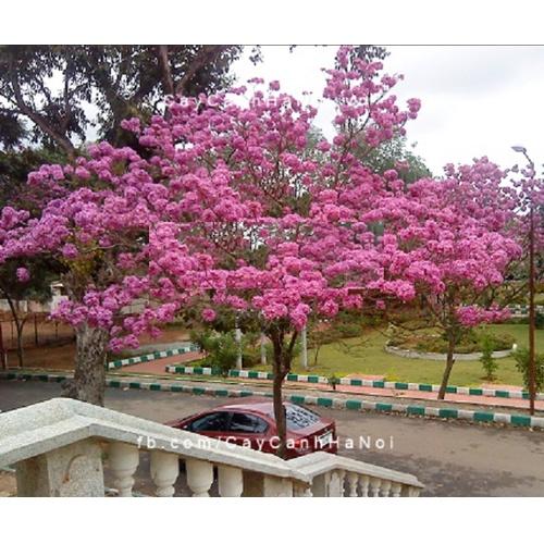 Hạt Giống Cây Hoa Phong Linh Tím CT543 - Gói 5 hạt