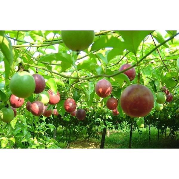 Combo 3 CÂY Chanh Leo tím